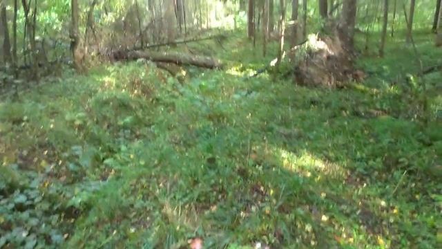 Грибы в сентябре. Гигантские опята(они же колпаки кольчатые) смотреть онлайн