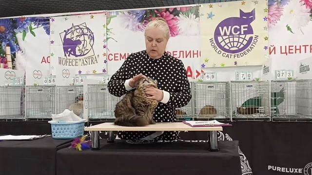 Выставка кошек Астра Звезда ВДНХ 2022 Эксперт Елена Гудкова и наш Малёчек смотреть онлайн