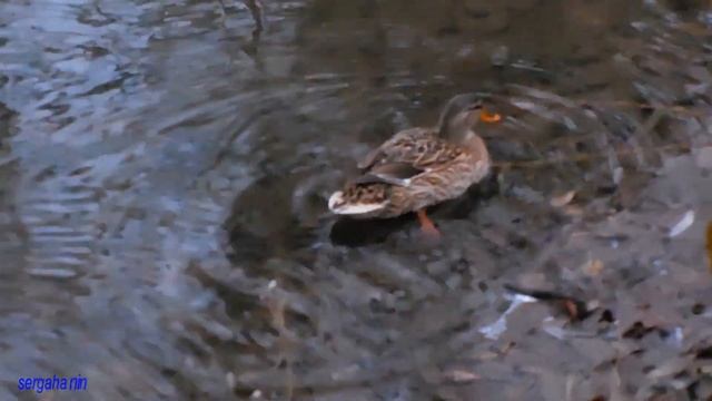 ОХОТА не РЫБАЛКА.ПРИЦЕЛ на УТОК!!!DUCK смотреть онлайн