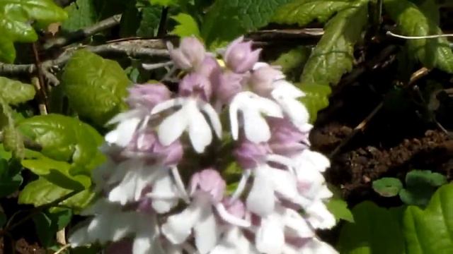 Orchis purpurea | Ятрышник пурпурный смотреть онлайн