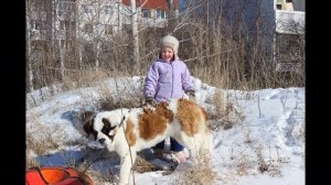 Как растет сенбернар с рождения до года