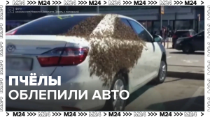 Пчёлы облепили автомобиль — Москва24|Контент