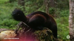 Дикая Росомаха / Wild Wolverine | HD |