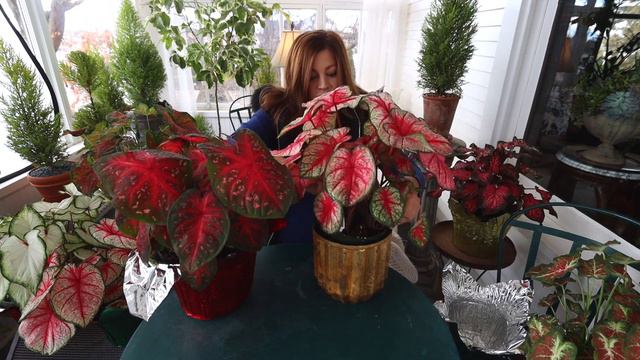 Caladiums: the New Christmas Plant!? 😍🎄❤️// Garden Answer смотреть онлайн