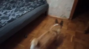 ЖИЗНЬ С КОРГИ  Собака и кот в квартире. Как подружить кошку с собакой???