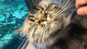 Seal Lynx Ragdoll cat loves being scratched under his chin.