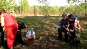 Ризеншнауцер занятия по защите.