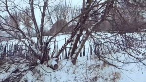 Бензопила CHAMPION 237-16.Валка дерева бензопилой.