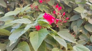 Beautiful Jatropha Integerrima/Peregrina plant care and details. #jatropha, #plants,#rainbownature