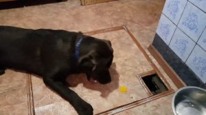 Воспитание лабрадора. Чего они боятся больше всего.