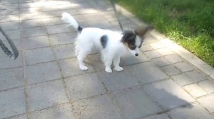 Щенок папийон 4 месяца