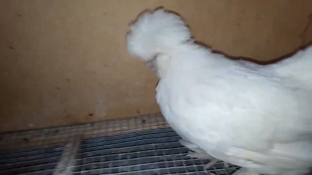 Красивые кареиские карликовые куры смотреть онлайн