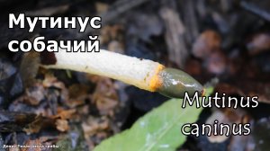 Мутинус собачий - краснокнижный гриб | Mutinus caninus