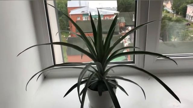 Ананас в домашних условиях (результат спустя 1,5 года) смотреть онлайн