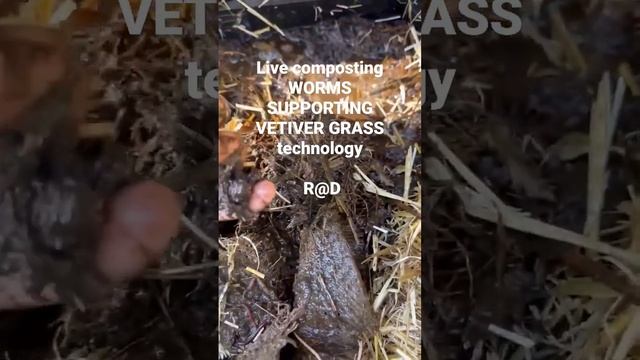 LIVE COMPOST worms strategic research and development @ VETIVER GRASS ROOTS (R@D) TECHNOLOGY'S R@D