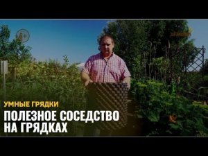 Полезное соседство на грядках /Умные грядки