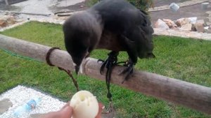 Кормим галчонка варёным куриным яйцом