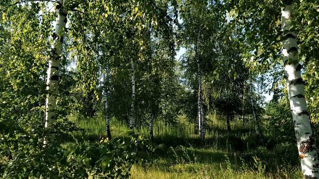 2 июля. ДЕНЬ ЗОСИМЫ ПЧЕЛЬНИКА. Что нельзя и что можно делать