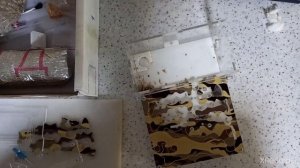 Как насыпать песок на арену в муравьиную ферму