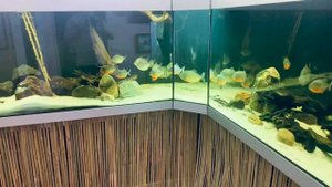 Метинис серебристый и пираньи