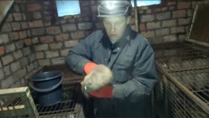 Нутрии 2 месяца. Сколько ты весишь ?