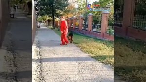 Новочеркасск. Собака без намордника.