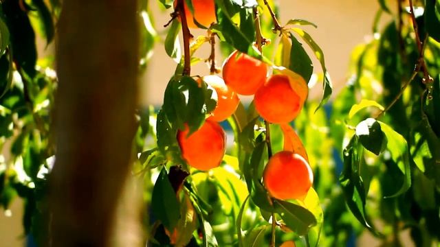 Какие деревья нельзя сажать рядом | Осенняя посадка деревьев смотреть онлайн