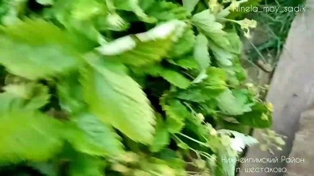 Земляника ремонтантная в Сибири второй сезон. Плюсы выращивания.