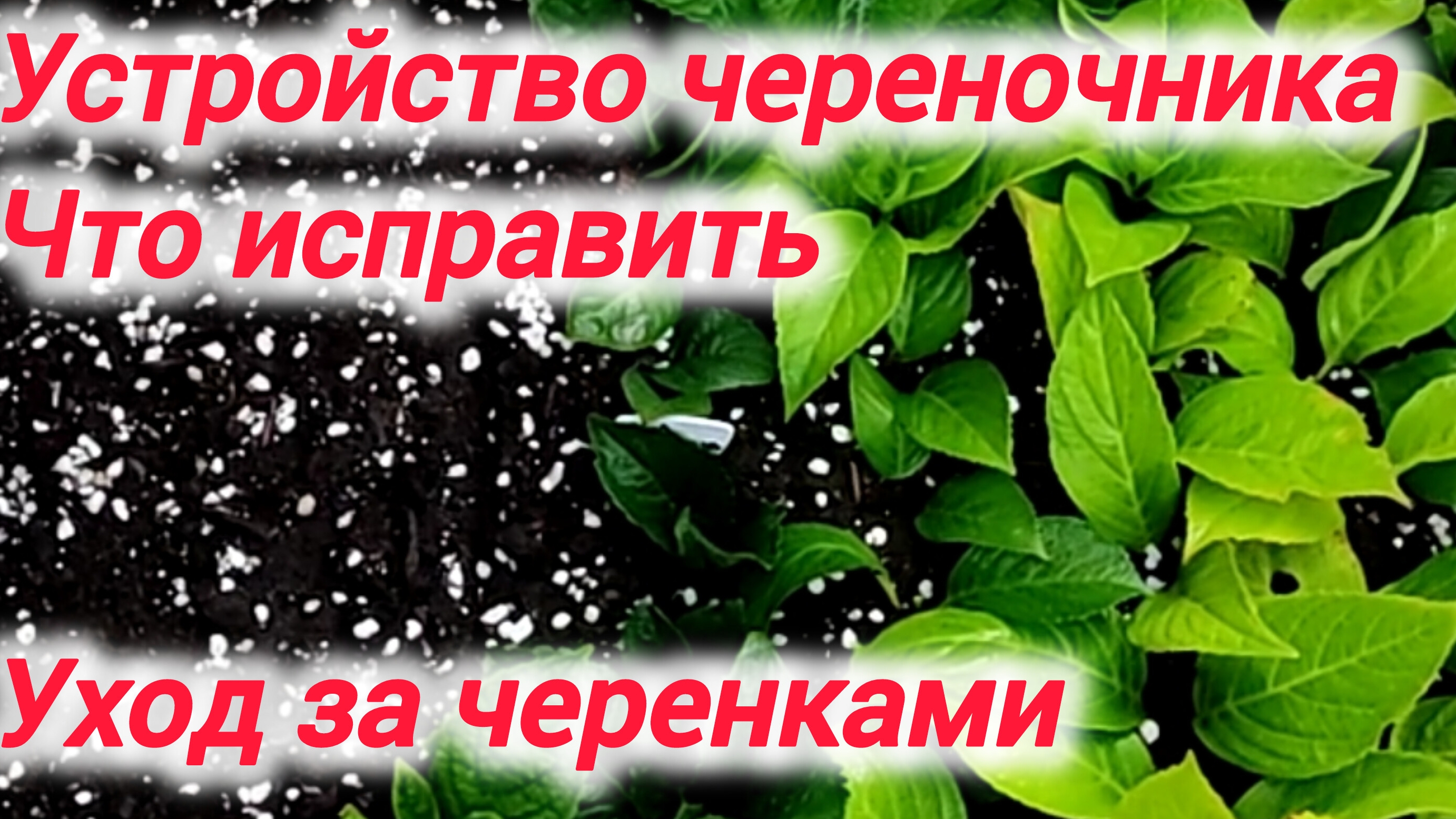 Устройство череночника. Что исправить. Уход за черенками