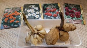 ЗАЧЕМ Я СОХРАНЯЮ КЛУБНИ ОДНОЛЕТНИХ ГЕОРГИН ??