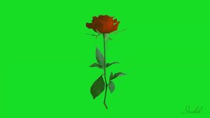 Цветы на зеленом фоне футаж для видеомонтажа