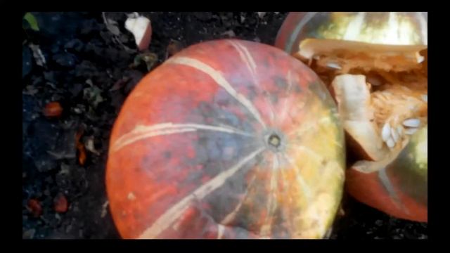 ЗАГОТОВКА КОРМОВ НА ЗИМУ !!!!! смотреть онлайн