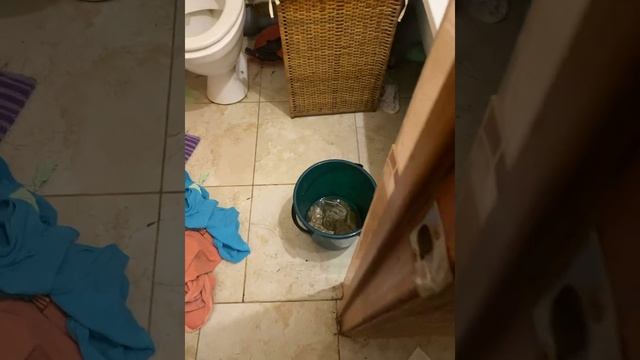 Квартиранты