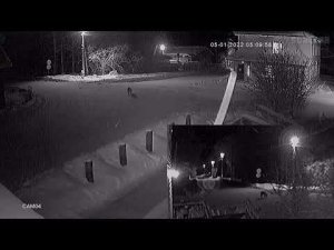 Волк с "Уолл-Стрит".