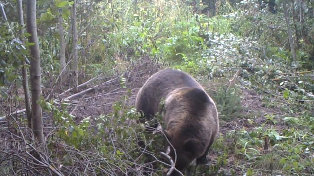 Медведь на фотоловушке LTL Acorn 6210 MM 4 смотреть онлайн