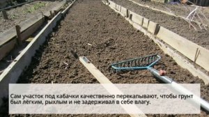 Когда и как высаживать в огород рассаду кабачков