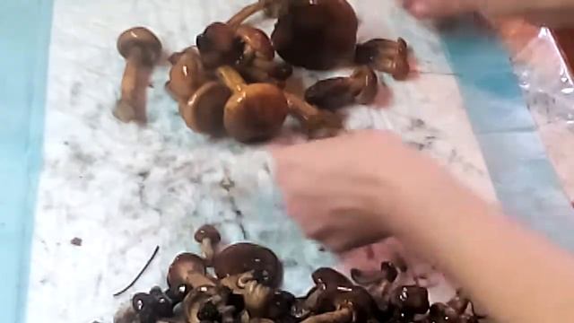 Грибы рядовки или всё таки нет? смотреть онлайн