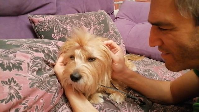 Кнопа в наушниках слушает музыку