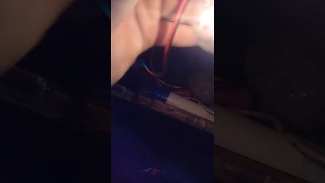 Лампочка на 12вольт галогеновая смотреть онлайн