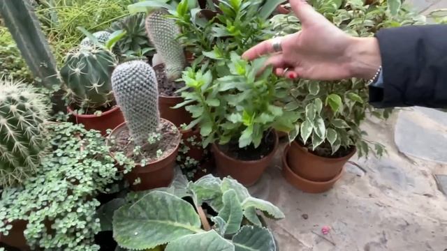 Оранжерея в Калужской области | Большой обзор комнатных растений смотреть онлайн