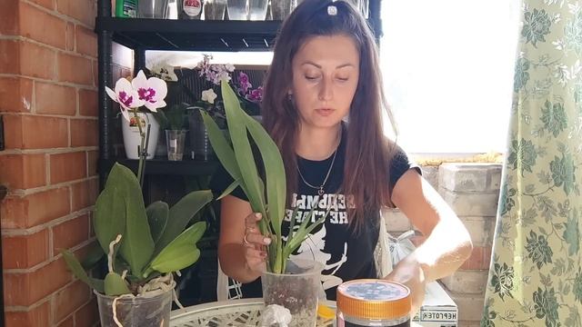 САЖАЮ Орхидею БЕЗ КОРНЕЙ для Быстрого НАРАЩИВАНИЯ НОВЫХ ЖИРНЫХ смотреть онлайн