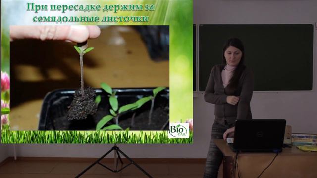 Важные вопросы выращивания рассады