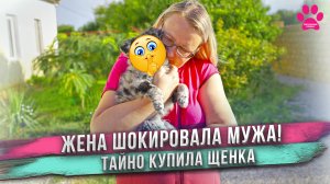 Купила щенка редкой породы! Не сказала мужу. Не догадаетесь какой породы щенок! Муж ошеломлен!