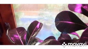 Адениумы с нуля. Мой опыт выращивания за 1,5 года. 1 часть. #адениумы #розапустыни #сеянцыадениума