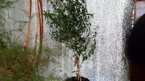 Комнатные растения на работе. Долгожданный цветок.