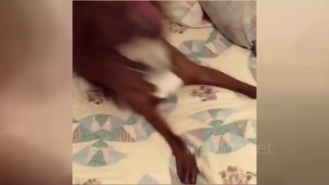 Funny Pitbull And American Bully Videos
