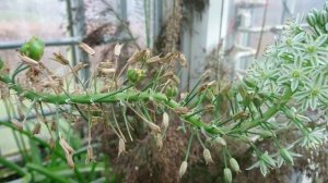 Альбука прицветниковая (Albuca bracteata), ботанический сад Орхус, Дания. 24 марта 2023