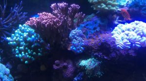 EPIC REEF TANK ( 300 Gallons ) quick view