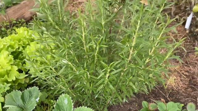 Дела огородные. Октябрь. Теплица малого ухода и больших урожаев)))