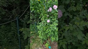 Парковые розы. Латвия, Елгава .Частный сад.